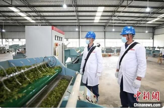 关于黔茶添香：电力赋能“中国富锌富硒有机茶之乡”的消息(3)