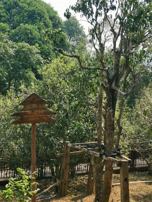 有关于漳州市海峡两岸茶业交流协会组团赴云南参观考察茶产业发展的最新消息(14)