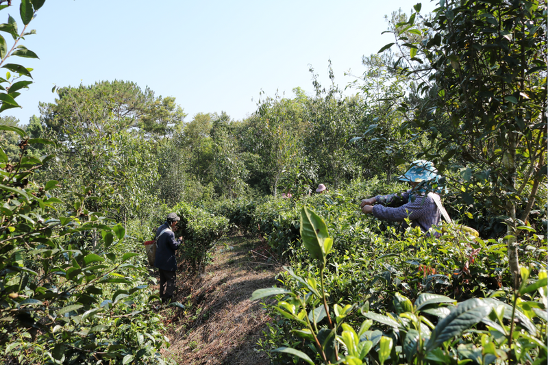 关于德化镇：生态转型 茶园飘香的新闻(5)