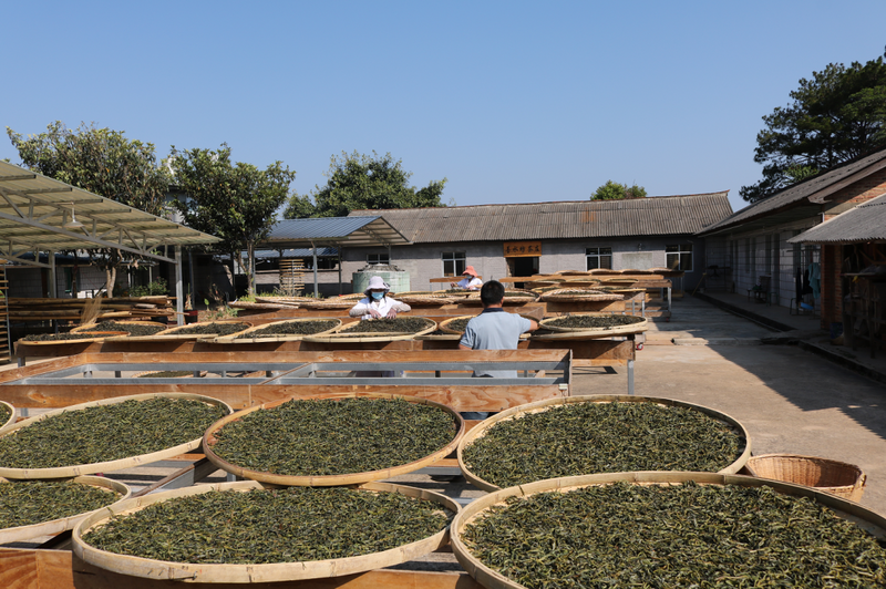 关于德化镇：生态转型 茶园飘香的新闻(3)