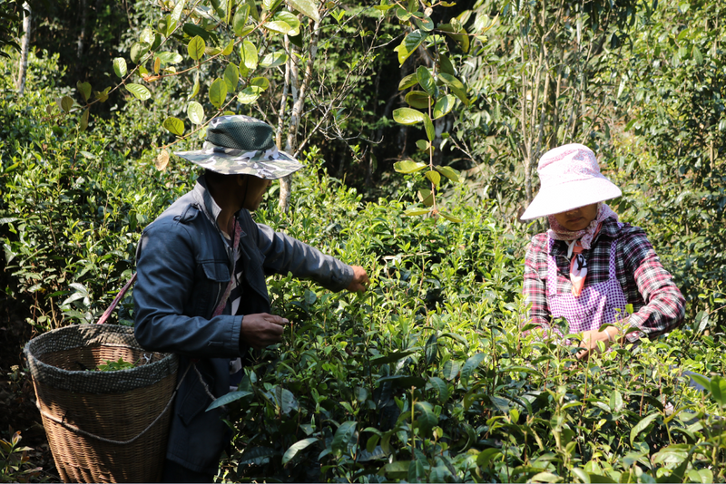 关于德化镇：生态转型 茶园飘香的新闻(1)