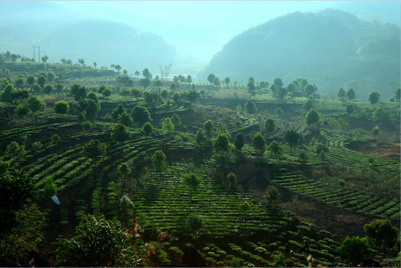 关于德化镇：生态转型 茶园飘香的新闻