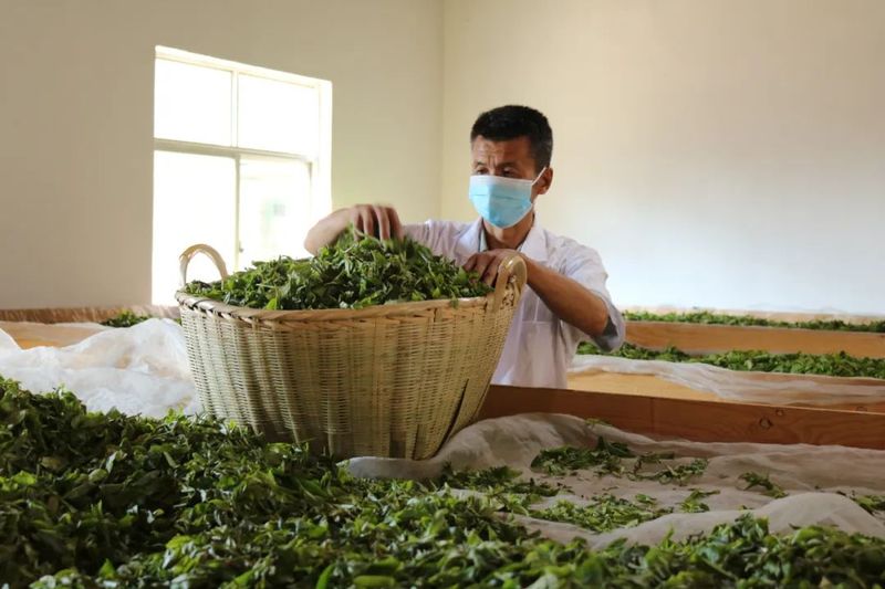 关于德化镇：生态转型 茶园飘香的新闻(4)