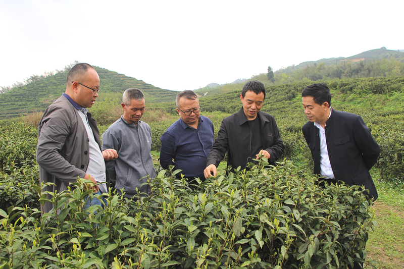 关于周志龙赴都匀调研春茶生产情况的信息