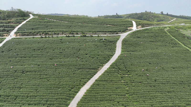 有关于强化技术培训 实现助民增收的最新消息