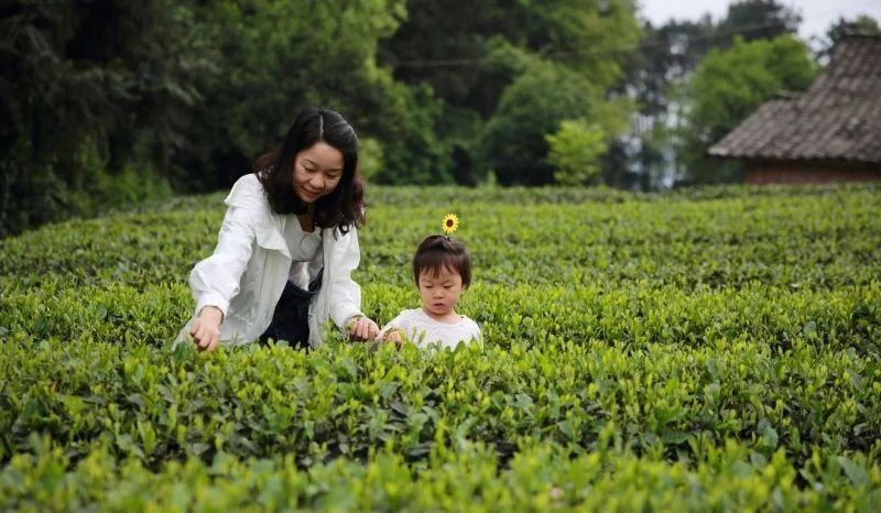 关于名山区中峰镇海棠村：党建引领 助力茶文化研学“火”起来的相关信息