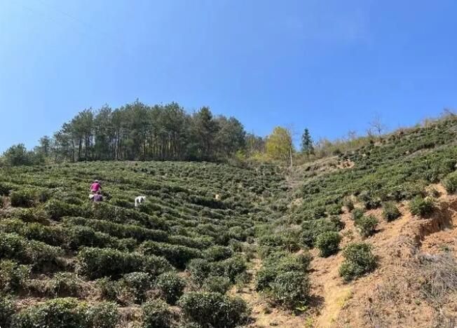 关于石泉县池河镇合心村：春茶飘香采摘忙的相关信息