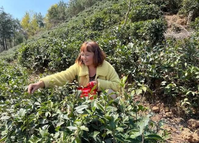 关于石泉县池河镇合心村：春茶飘香采摘忙的相关信息(1)