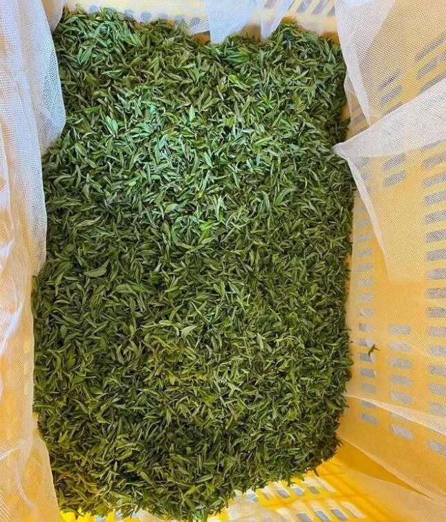 关于石泉县池河镇合心村：春茶飘香采摘忙的相关信息(3)