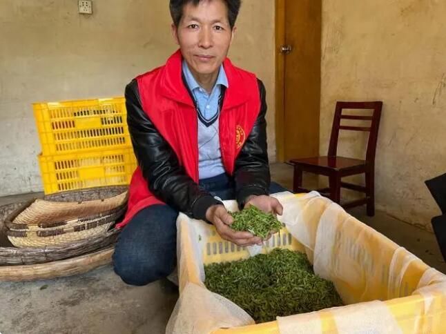 关于石泉县池河镇合心村：春茶飘香采摘忙的相关信息(2)