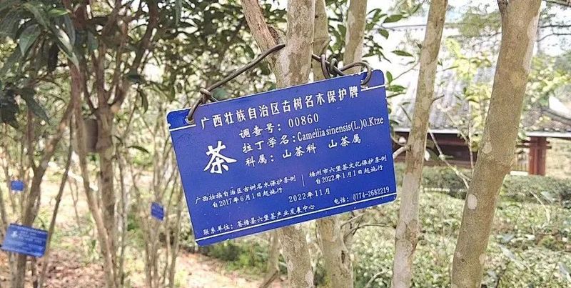 有关于春茶中国行①为什么苍梧六堡是六堡茶之塔尖？的信息(3)