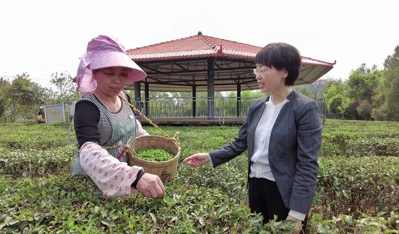 有关于春茶中国行①为什么苍梧六堡是六堡茶之塔尖？的信息(5)