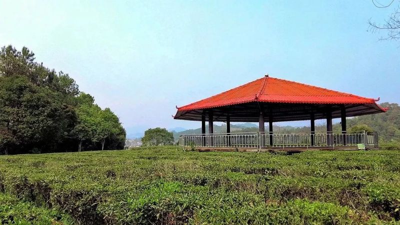 有关于春茶中国行①为什么苍梧六堡是六堡茶之塔尖？的信息(2)