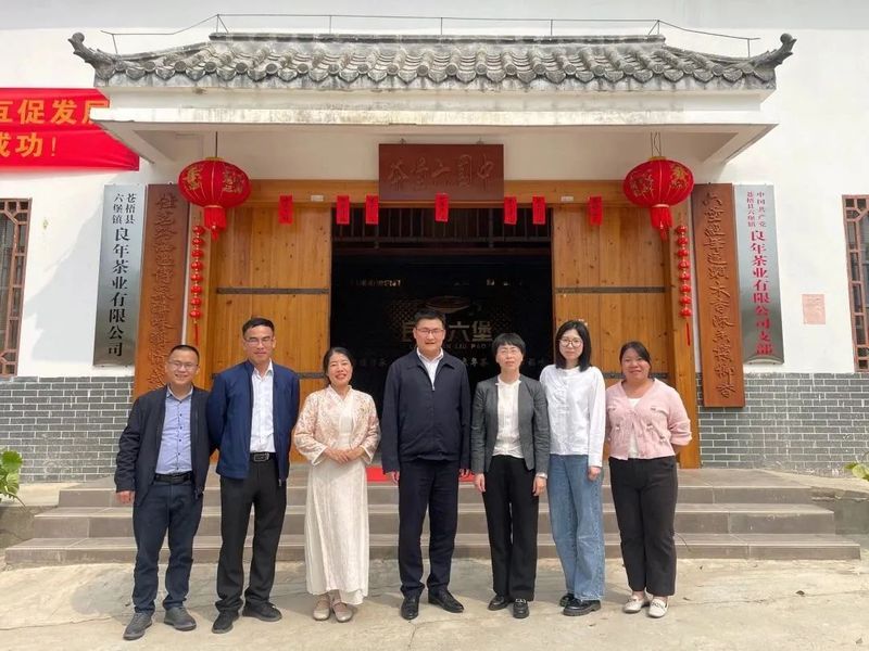 有关于春茶中国行①为什么苍梧六堡是六堡茶之塔尖？的信息(7)