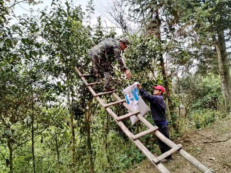 有关于绿春供电局：春茶飘香致富路的最新消息(1)