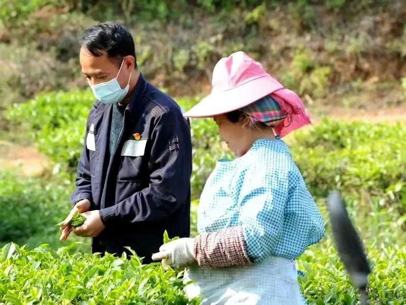 有关于绿春供电局：春茶飘香致富路的最新消息