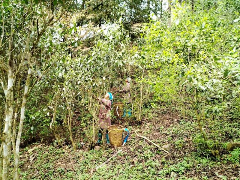 有关于绿春供电局：春茶飘香致富路的最新消息(3)