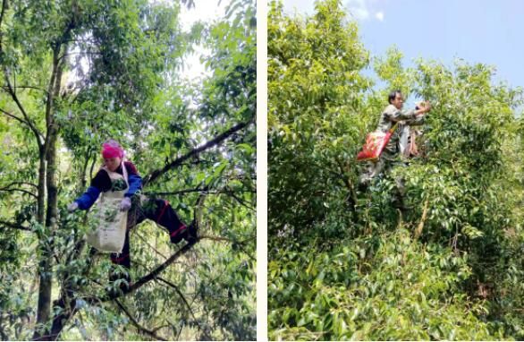 有关于绿春供电局：春茶飘香致富路的最新消息(2)