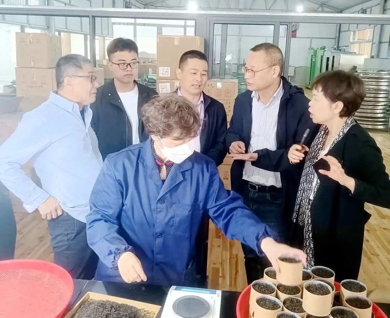 有关于温州市政协农业农村委来泰调研茶产业发展的内容(1)