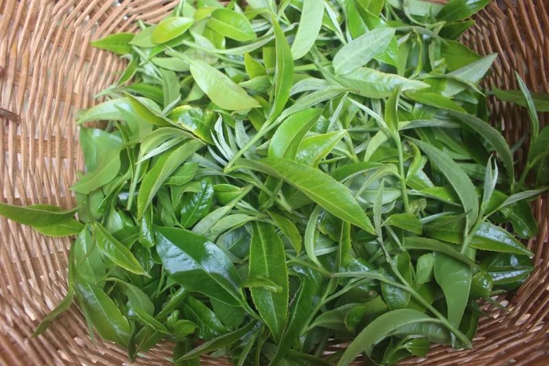 有关于澜沧佤乡采茶忙 春茶“抢鲜”促振兴的最新消息(2)