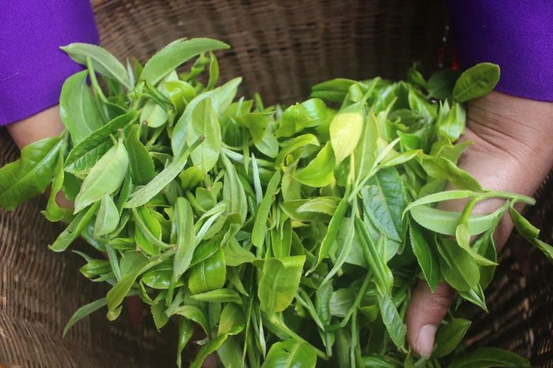 有关于澜沧佤乡采茶忙 春茶“抢鲜”促振兴的最新消息(5)