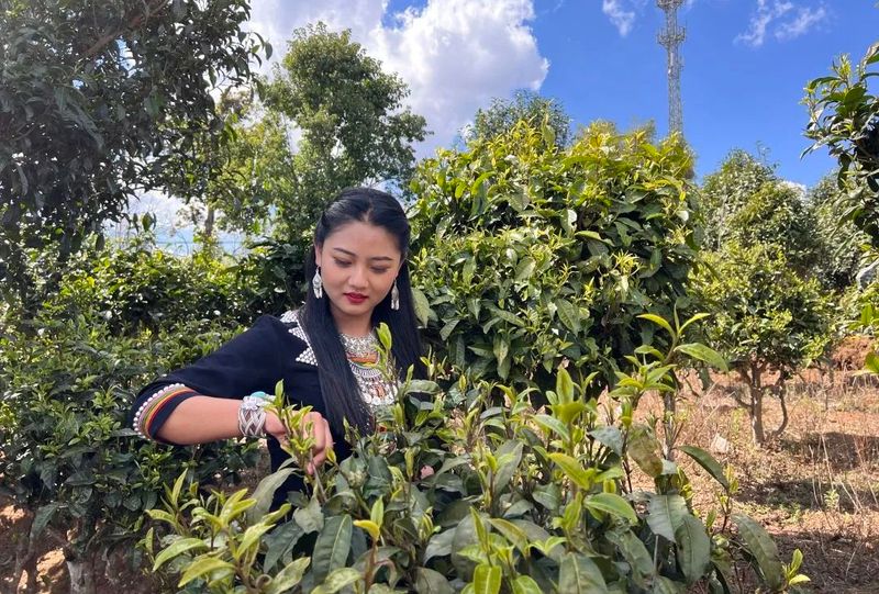 有关于澜沧佤乡采茶忙 春茶“抢鲜”促振兴的最新消息(1)