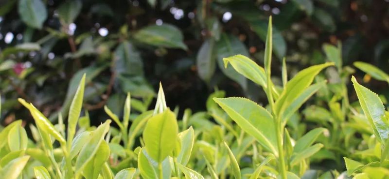 有关于澜沧佤乡采茶忙 春茶“抢鲜”促振兴的最新消息