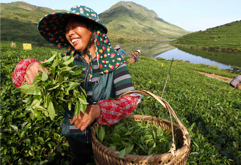 关于福鼎开茶咯！锣鼓一响，“黄金”万两！的最新消息(15)