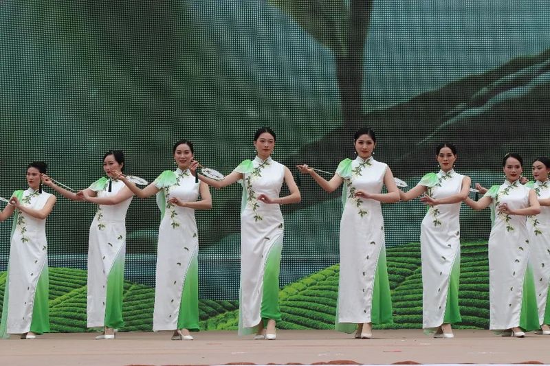 关于福鼎开茶咯！锣鼓一响，“黄金”万两！的最新消息(11)