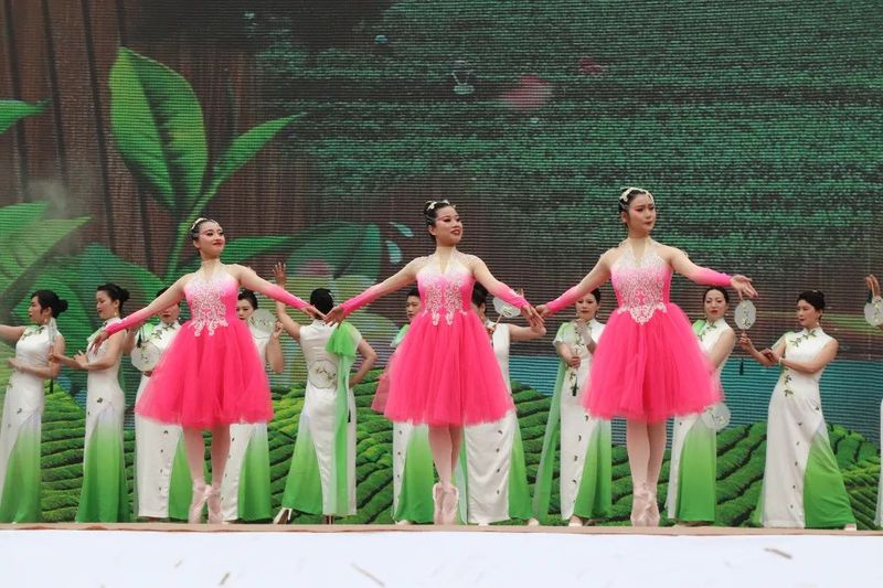 关于福鼎开茶咯！锣鼓一响，“黄金”万两！的最新消息(13)