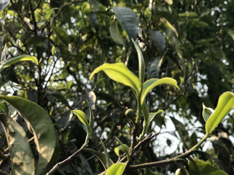 有关于2023年薄荷塘春茶20000-24000元的内容