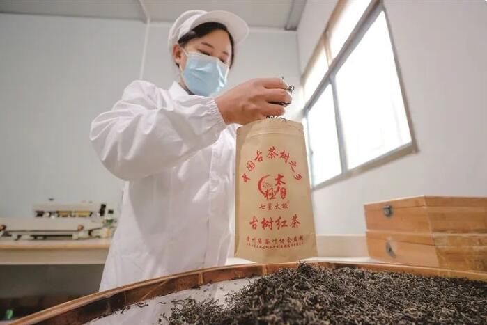 有关于乌蒙云深处 又添一缕香的相关信息(4)