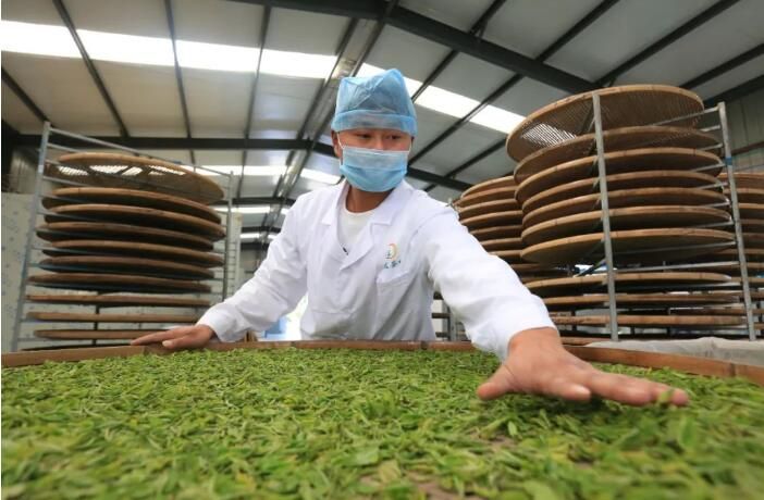 有关于乌蒙云深处 又添一缕香的相关信息(2)