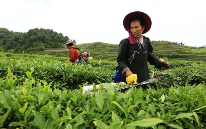 有关于乌蒙云深处 又添一缕香的相关信息(1)