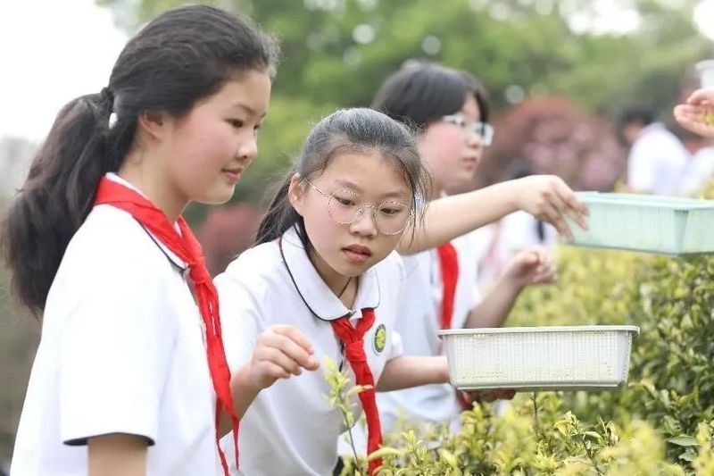 关于巧手飞舞 茶韵飘香的信息(1)