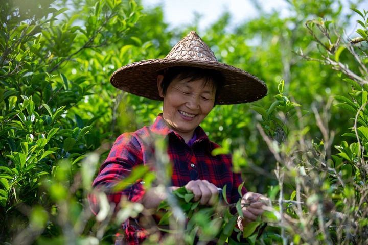 有关于国家地理标志产品保护示范区 （福建武夷山）完成筹建验收的相关内容