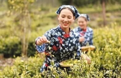 有关于映秀茶香飘万里的最新消息(3)