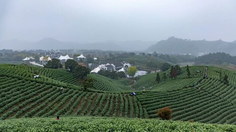 有关于走实走“新”的安吉白茶的相关信息