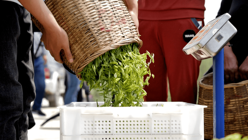 有关于清风拂过 茶香四溢——大方县大力发展茶产业综述的最新消息(3)