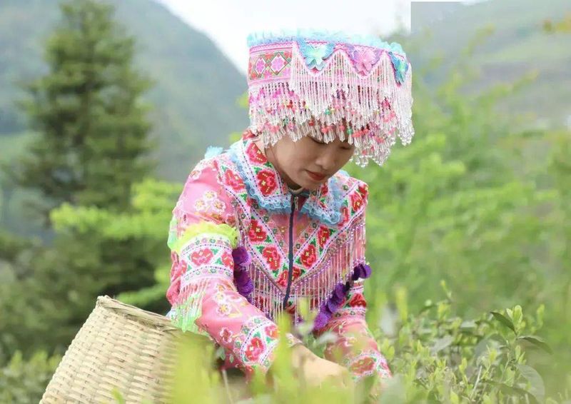 有关于清风拂过 茶香四溢——大方县大力发展茶产业综述的最新消息(2)