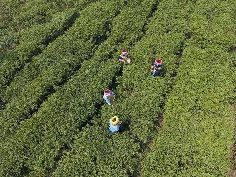 有关于清风拂过 茶香四溢——大方县大力发展茶产业综述的最新消息