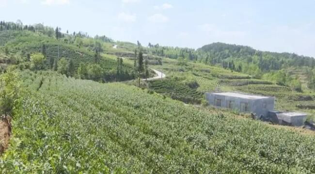 关于龙山镇：春茶采后忙夏管 强化服务保丰产的内容