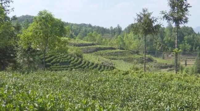 关于龙山镇：春茶采后忙夏管 强化服务保丰产的内容(3)