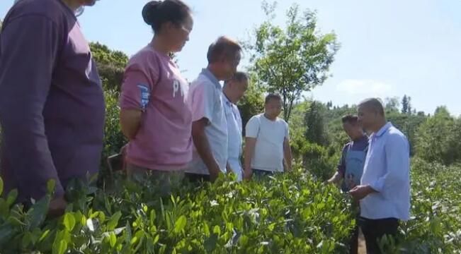 关于龙山镇：春茶采后忙夏管 强化服务保丰产的内容(2)