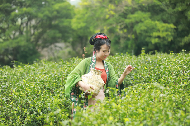 有关于文化赋魂拓新路 ——浙江高质量推动“三茶”统筹发展纪实的信息(1)