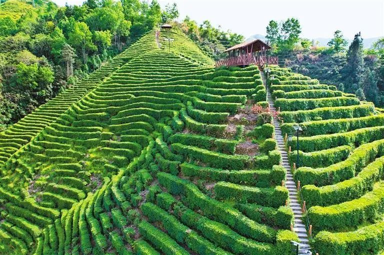 关于陕西茶产业助力乡村振兴的内容