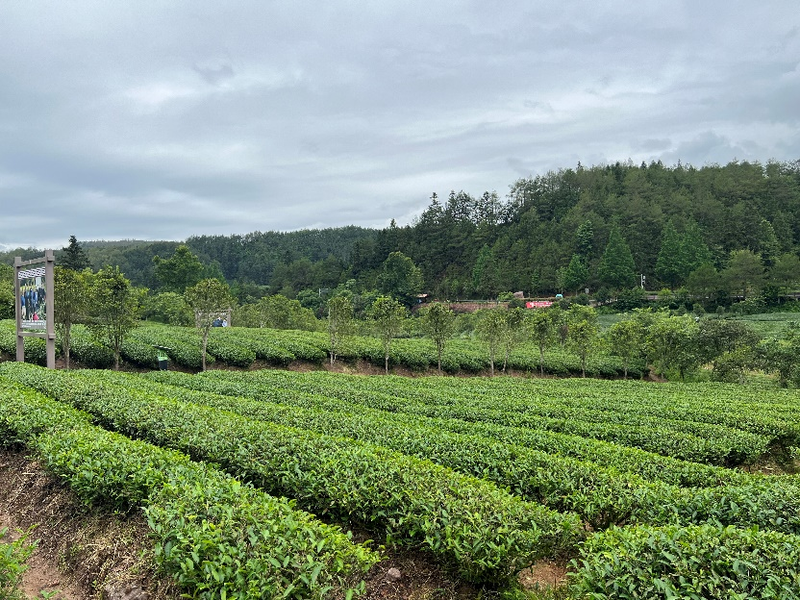 关于尹祎院长赴政和县、武夷山市考察调研茶产业的资讯(3)
