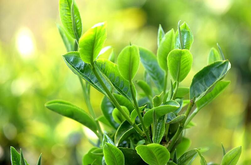 有关于新茶饮“联姻”传统茶 这对CP“双向奔赴”的资讯(2)