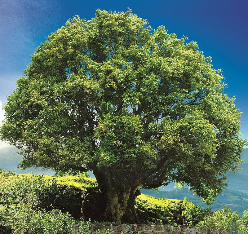 有关于新茶饮“联姻”传统茶 这对CP“双向奔赴”的资讯(1)