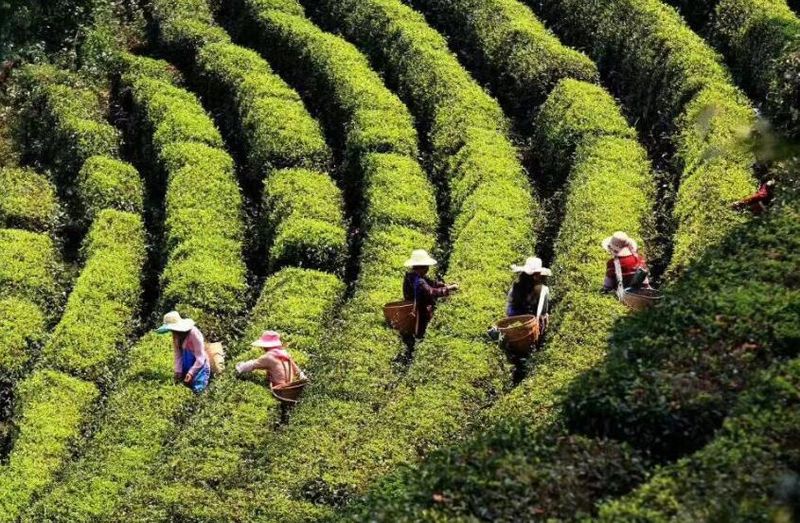 有关于新茶饮“联姻”传统茶 这对CP“双向奔赴”的资讯